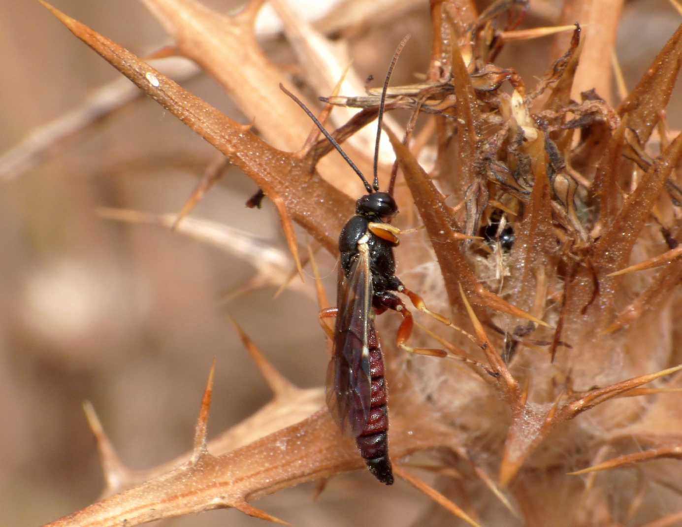 Ichneumonidae Pimplinae: forse maschi di Exeristes sp.,